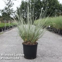 Cortaderia Selloana 'Minipampas Silver' -Dobies CORT MINIPAMPA S45399