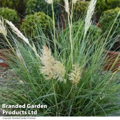 Cortaderia Selloana 'Minipampas Silver'