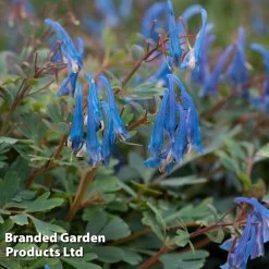Corydalis 'Blue Heron' -Dobies CORY BLUEHERON S52464
