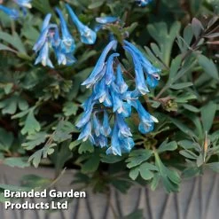 Corydalis 'Blue Heron' -Dobies CORY BLUEHERON S52465