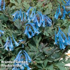 Corydalis 'Blue Heron' -Dobies CORY BLUEHERON S52466