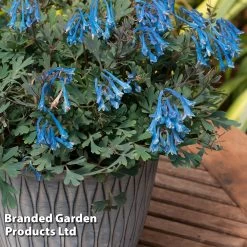 Corydalis 'Blue Heron' -Dobies CORY BLUEHERON S52467