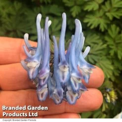 Corydalis Flexuosa 'Purple Leaf'