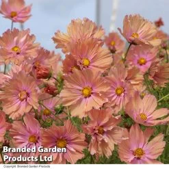 Cosmos 'Apricotta' - Seeds