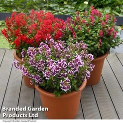 Cuphea 'Sweet Talk Collection'