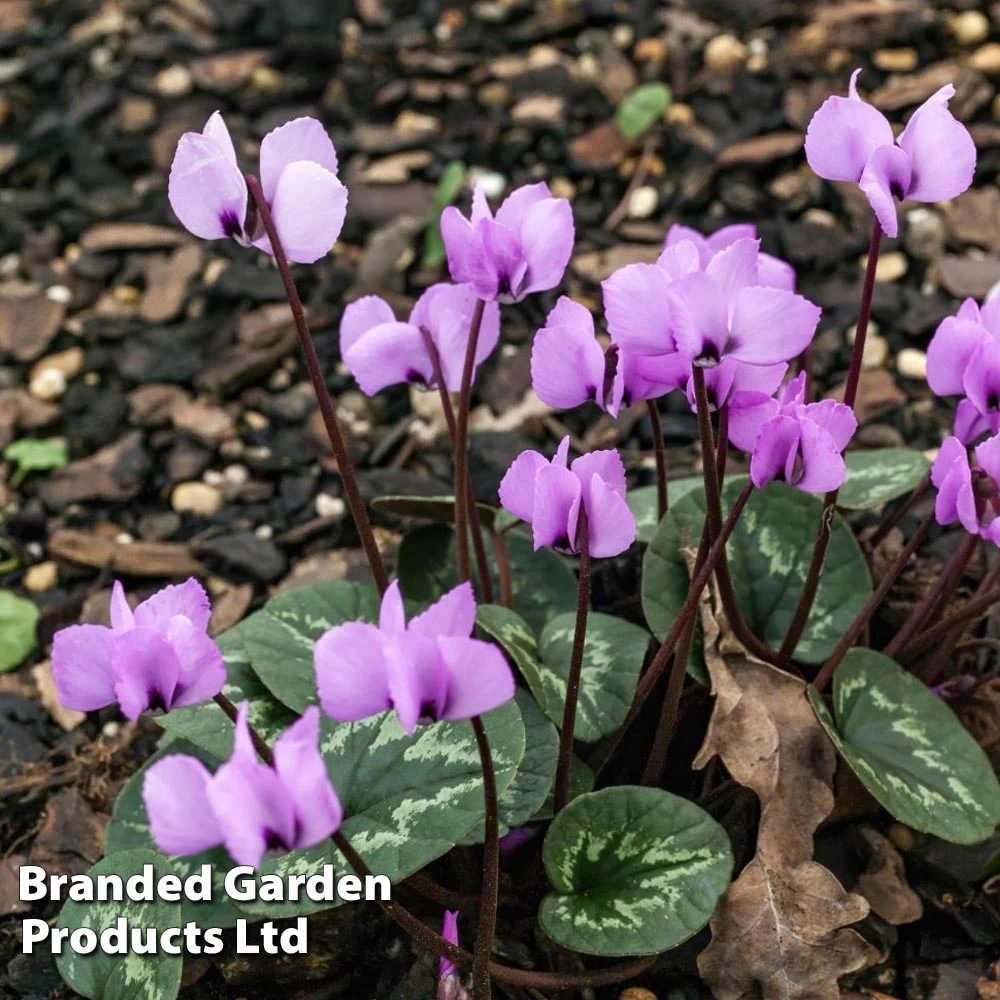 Cyclamen Coum 1 Cyclamen Coum