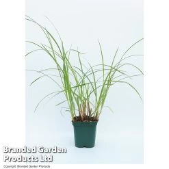 Cyperus Longus (Marginal Aquatic)