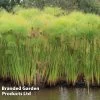 Cyperus Papyrus (Marginal Aquatic)