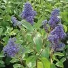 Ceanothus Delilianus 'Henri Desfosse'