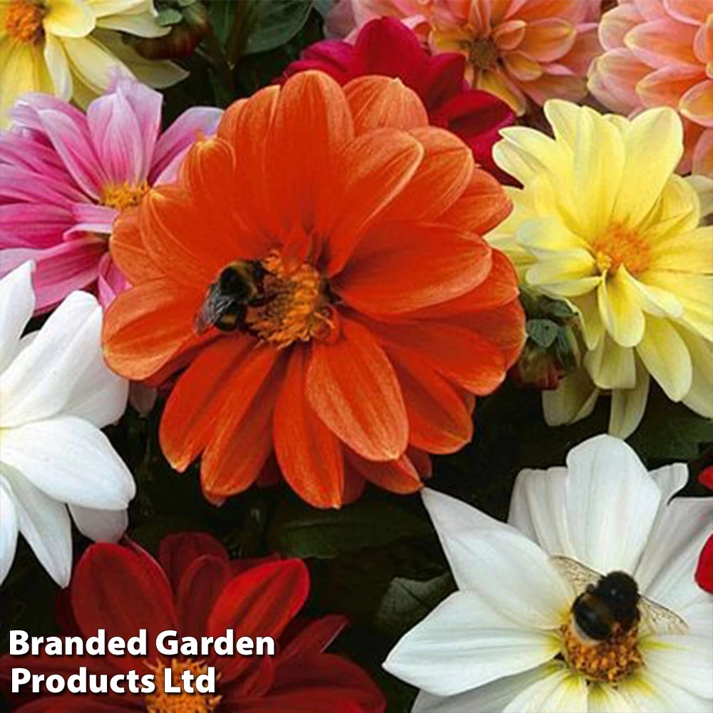Dahlia Patio Choice Mix 1 Dahlia Patio Choice Mix