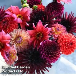Dahlia 'Autumn Shades Mix' -Dobies DAHL AUTUMNSHA T44259