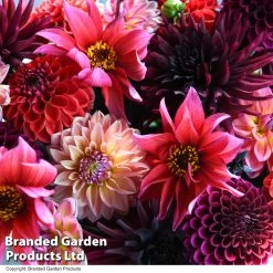Dahlia 'Autumn Shades Mix' -Dobies DAHL AUTUMNSHA T44260