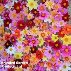 Dahlia 'Bee Friendly' -Dobies DAHL BEEFRIEND H47053