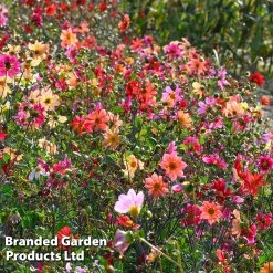 Dahlia 'Bee Friendly' -Dobies DAHL BEEFRIEND H47054