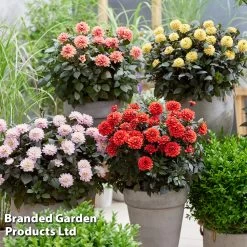 Dahlia 'Double Dreamy™ Collection'