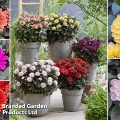 Dahlia 'Double Dreamy™ Collection' -Dobies DAHL DREAMYCOL H40776