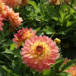 Dahlia Gallery Pablo