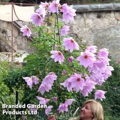 Dahlia 'Imperialis Tree Dahlia' -Dobies DAHL IMPERIALI S44231