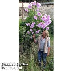 Dahlia 'Imperialis Tree Dahlia' -Dobies DAHL IMPERIALI S442311