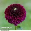 Dahlia 'Ivanetti'