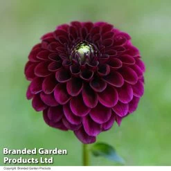 Dahlia 'Ivanetti'