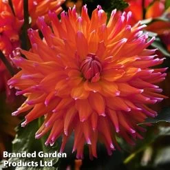 Dahlia 'Cactus Collection' -Dobies DAHL ORANGETUR L38160