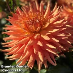 Dahlia 'Cactus Collection' -Dobies DAHL ORANGETUR W38161