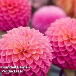 Dahlia 'Pink Suffusion'