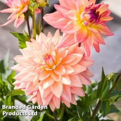 Dahlia 'Sincerity' -Dobies DAHL SINCERITP S45142