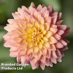 Dahlia 'Sincerity' -Dobies DAHL SINCERITP S45143