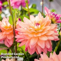 Dahlia 'Sincerity' -Dobies DAHL SINCERITP S45144