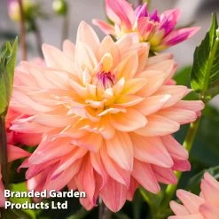 Dahlia 'Sincerity' -Dobies DAHL SINCERITP S45145