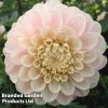 Dahlia 'Sweet Nathalie'