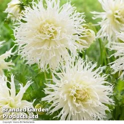 Dahlia Tsuku-Yori-No-Shisha