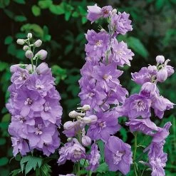 Delphinium Cameliard (Pacific Hybrid)