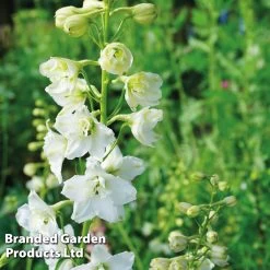 Delphinium Elatum 'Double Innocence'