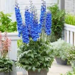 Delphinium Elatum 'Paramo Azul'