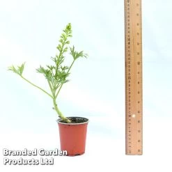 Delphinium Red Lark -Dobies DELP REDLAR9CM A