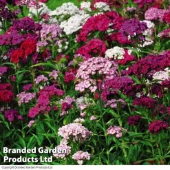 Dianthus 'Sweet William' -Dobies DIAN T47479 B