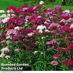 Dianthus 'Sweet William' -Dobies DIAN T47479 C