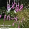Dierama Pulcherrimum