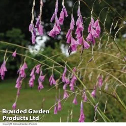 Dierama Pulcherrimum