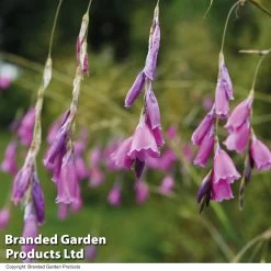 Dierama Pulcherrimum -Dobies DIER PULCHERRI T07780
