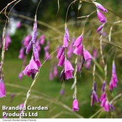 Dierama Pulcherrimum -Dobies DIER PULCHERRI T07781
