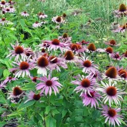 Echinacea 'Nectar Pink' -Dobies ECHI PRIMDEEPR L24335