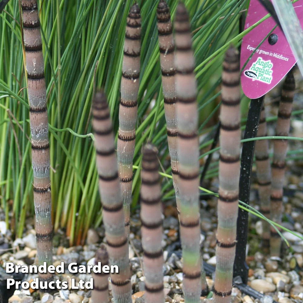 Equisetum Hyemale (Marginal Aquatic) 1 Equisetum Hyemale (Marginal Aquatic)