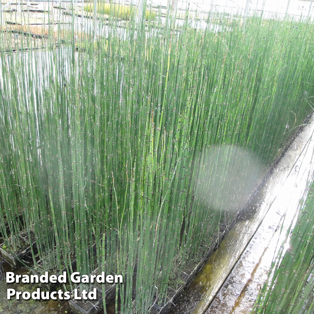 Equisetum Hyemale (Marginal Aquatic) 2 Equisetum Hyemale (Marginal Aquatic) - Image 2