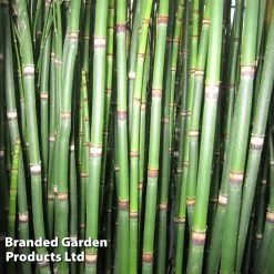 Equisetum Hyemale (Marginal Aquatic) 8 Equisetum Hyemale (Marginal Aquatic) -Dobies EQUI HYEMALE S00627