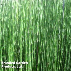 Equisetum Hyemale (Marginal Aquatic) 10 Equisetum Hyemale (Marginal Aquatic) -Dobies EQUI HYEMALE S00629