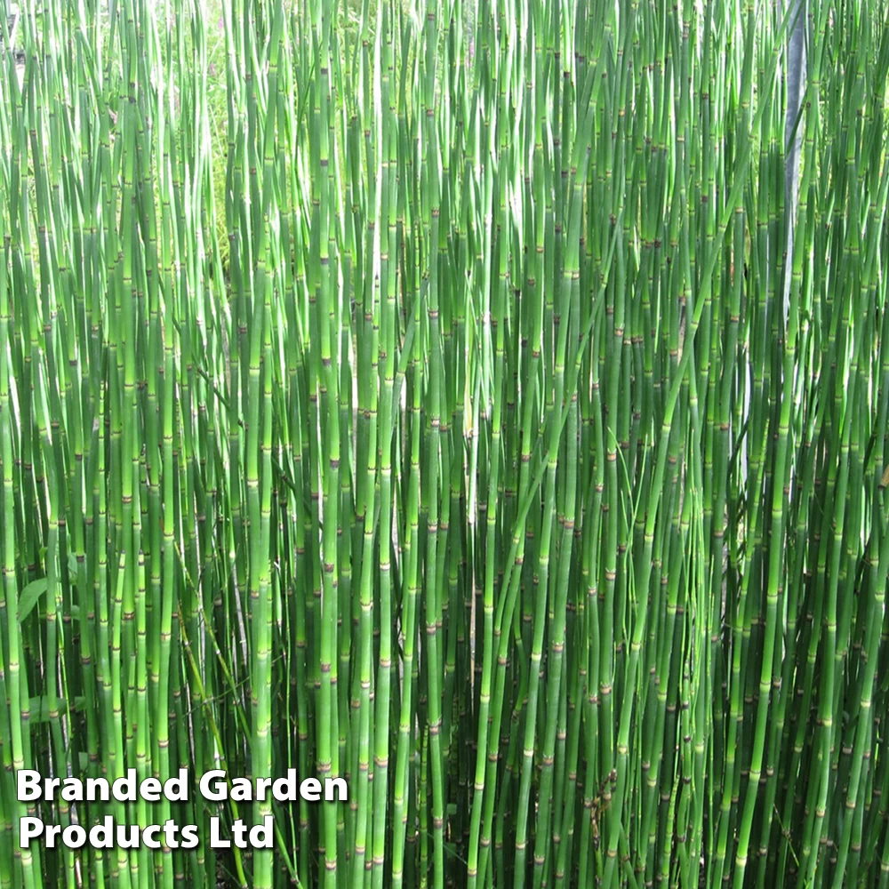 Equisetum Hyemale (Marginal Aquatic) 5 Equisetum Hyemale (Marginal Aquatic) - Image 5